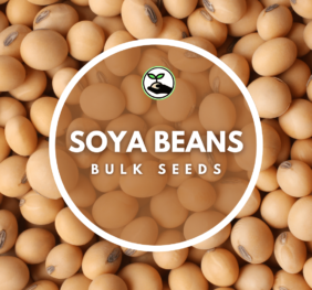 Soya Bean Seeds – Bulk Deals