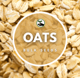 Oat Seeds – Bulk Deals