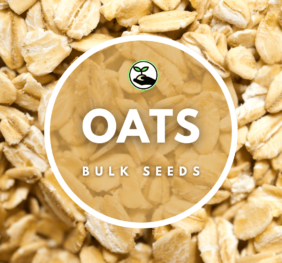 Oat Seeds – Bulk Deals
