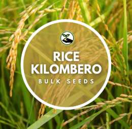 Rice Kilombero Seeds – Bulk Deals