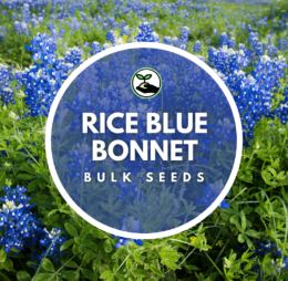 Rice Blue Bonnet Seeds – Bulk Deals