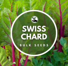 Swiss Chard Seeds – Bulk Deals