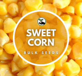 Sweetcorn Seeds – Bulk Deals