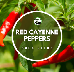 Red Cayenne Peppers – Bulk Deals