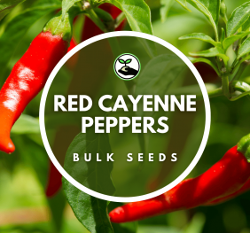 Red Cayenne Peppers – Bulk Deals