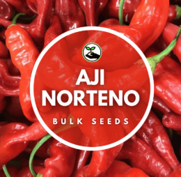 Aji Norteno Seeds – Bulk Deals