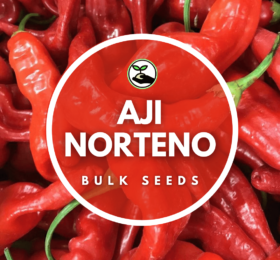 Aji Norteno Seeds – Bulk Deals