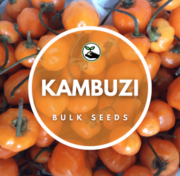 Kambuzi – Bulk Deals