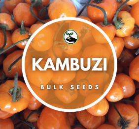 Kambuzi – Bulk Deals