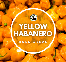 Habanero Yellow – Bulk Deals