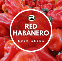 Red Habanero Seeds – Bulk Deals
