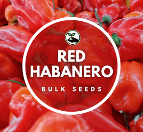Red Habanero Seeds – Bulk Deals