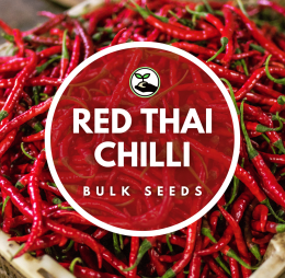 Red Thai Chilli – Bulk Deals