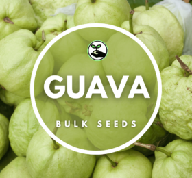 Guava Seeds – Bulk Deals