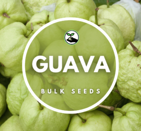 Guava Seeds – Bulk Deals