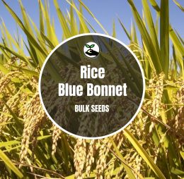 Rice Blue Bonnet Seeds – Bulk Deals