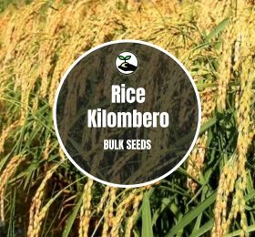 Rice Kilombero Seeds – Bulk Deals