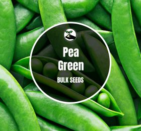 Green Pea Seeds – Bulk Deals