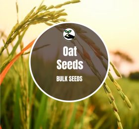 Oat Seeds – Bulk Deals