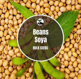 Soya Bean Seeds – Bulk Deals