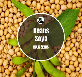 Soya Bean Seeds – Bulk Deals