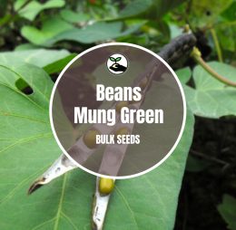 Green Mung Beans – Bulk Deals
