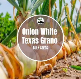 Onion White Texas Grano – Bulk Deals