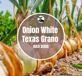 Onion White Texas Grano Seeds – Bulk Deals