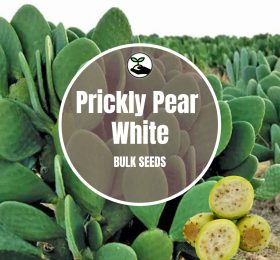 Prickly Pear White Seeds – Bulk Deals