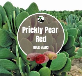 Prickly Pear Red Seeds – Bulk Deals