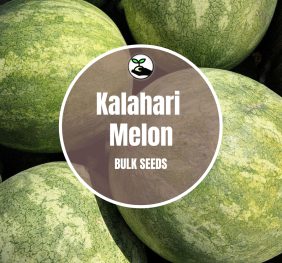 Melon Kalahari – Bulk Deals
