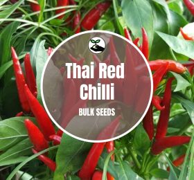 Red Thai Chilli – Bulk Deals