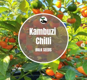 Kambuzi Chilli- Bulk Deals