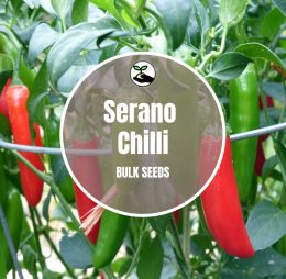 Serano Seeds – Bulk Deals