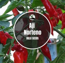 Aji Norteno Seeds – Bulk Deals