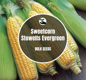 Sweetcorn Seeds – Bulk Deals