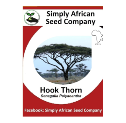 Hook Thorn Tree (Senegalia Polyacantha) 6’s