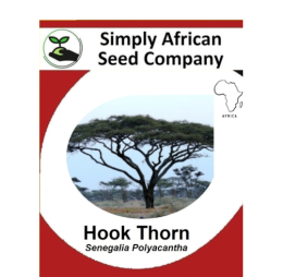 Hook Thorn Tree (Senegalia Polyacantha) 6’s