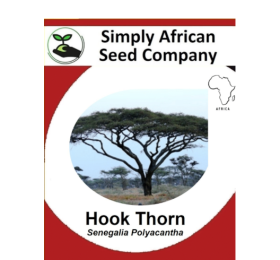 Hook Thorn Tree (Senegalia Polyacantha) 6’s
