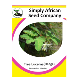 Lucerne Tree (Hedge) (Desmanthus Virgatus)