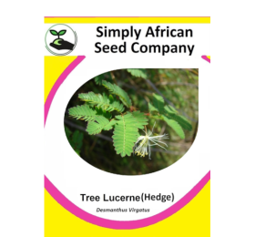 Lucerne Tree (Hedge) (Desmanthus Virgatus)