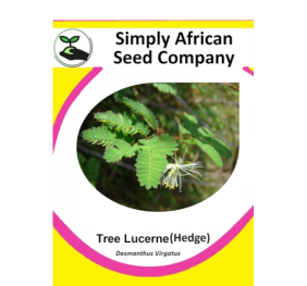 Lucerne Tree (Hedge) (Desmanthus Virgatus)