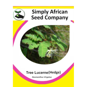 Lucerne Tree (Hedge) (Desmanthus Virgatus)