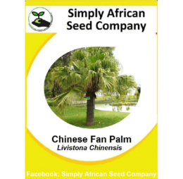 Chinese Fan Palm Tree Seeds