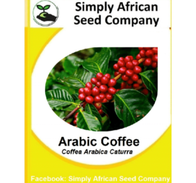 Arabic Coffee Seeds