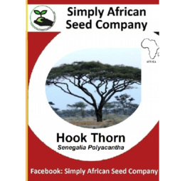 Hook Thorn Tree Seeds