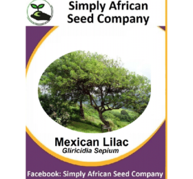 Mexican Lilac Tree Seeds