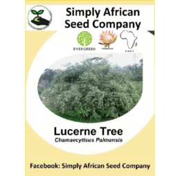Lucern Tree Seeds