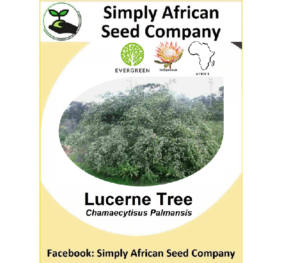 Lucern Tree Seeds