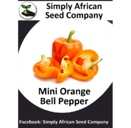Mini Orange Bell Pepper Seeds